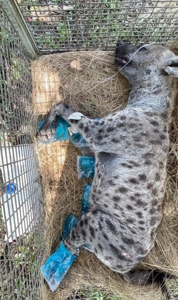 Tras una intervención veterinaria de