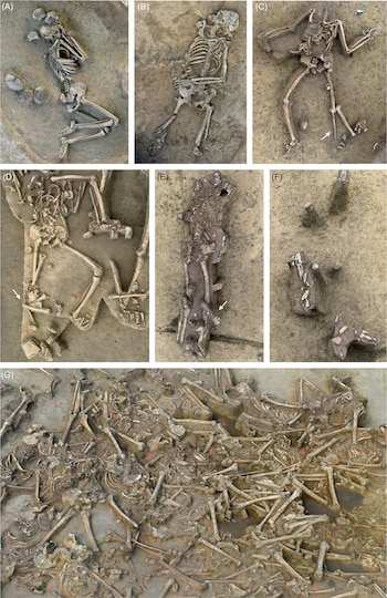 Varios arqueólogos trabajan bajo una carpa blanca, desenterrando cuidadosamente numerosos esqueletos humanos en un foso de tierra