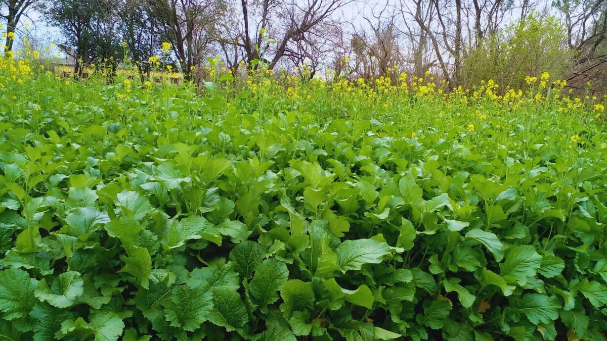 Una apuesta a la salud del suelo: el camino hacia una agricultura sostenible