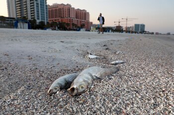 La marea roja en Colima provoca parálisis en los moluscos, y podría tener los mismos resultados en los humanos si se consumen alimentos con estas toxinas. (Douglas R. Clifford/Tampa Bay Times vía AP)