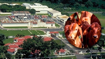 Prevén que planta de mosca