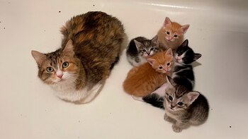 Suzie ha demostrado ser una