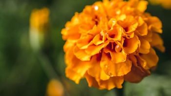 Las plantas con flor más bonitas que puedes plantar en primavera y ver florecer en verano