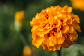 Florece en verano y tiene un color muy llamativo
