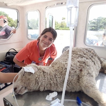 Informe - Veterinaria Isleña