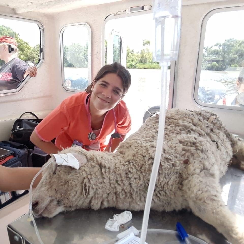 Leila atendiento a una oveja a bordo del consultorio flotante