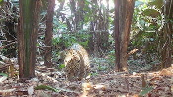 En Colombia, las estrategias de conservación buscan proteger al felino más grande del continente y reducir los conflictos con comunidades rurales - crédito WWF