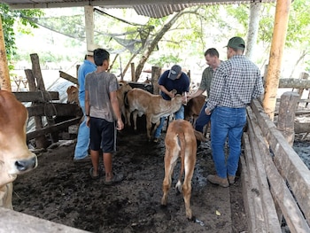 Cuatro personas interactúan con cinco terneros de pelaje marrón claro dentro de un corral rústico con suelo de tierra y lodo