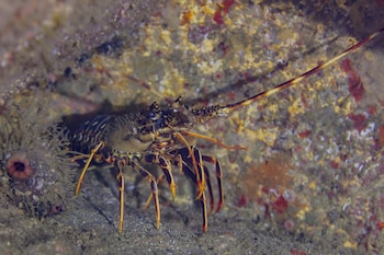 Una investigación lo confirma: las langostas sí que sienten dolor cuando se cocinan vivas