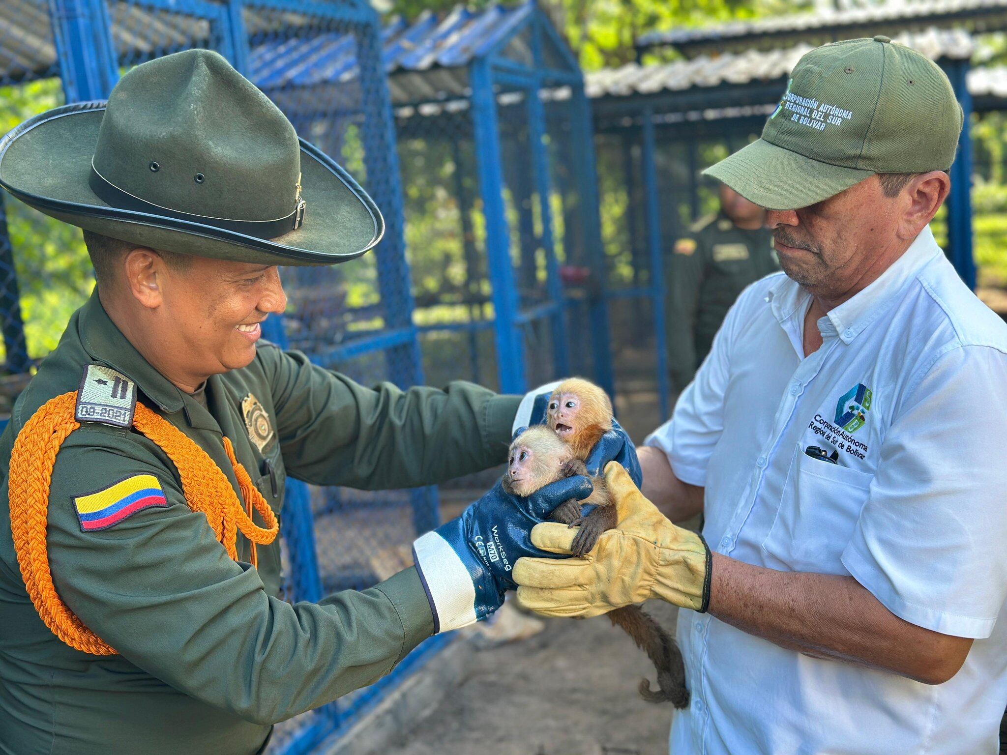 Se evaluarán las condiciones de la fauna silvestre para regresarla a su hábitat natural - crédito @corpocsb/X