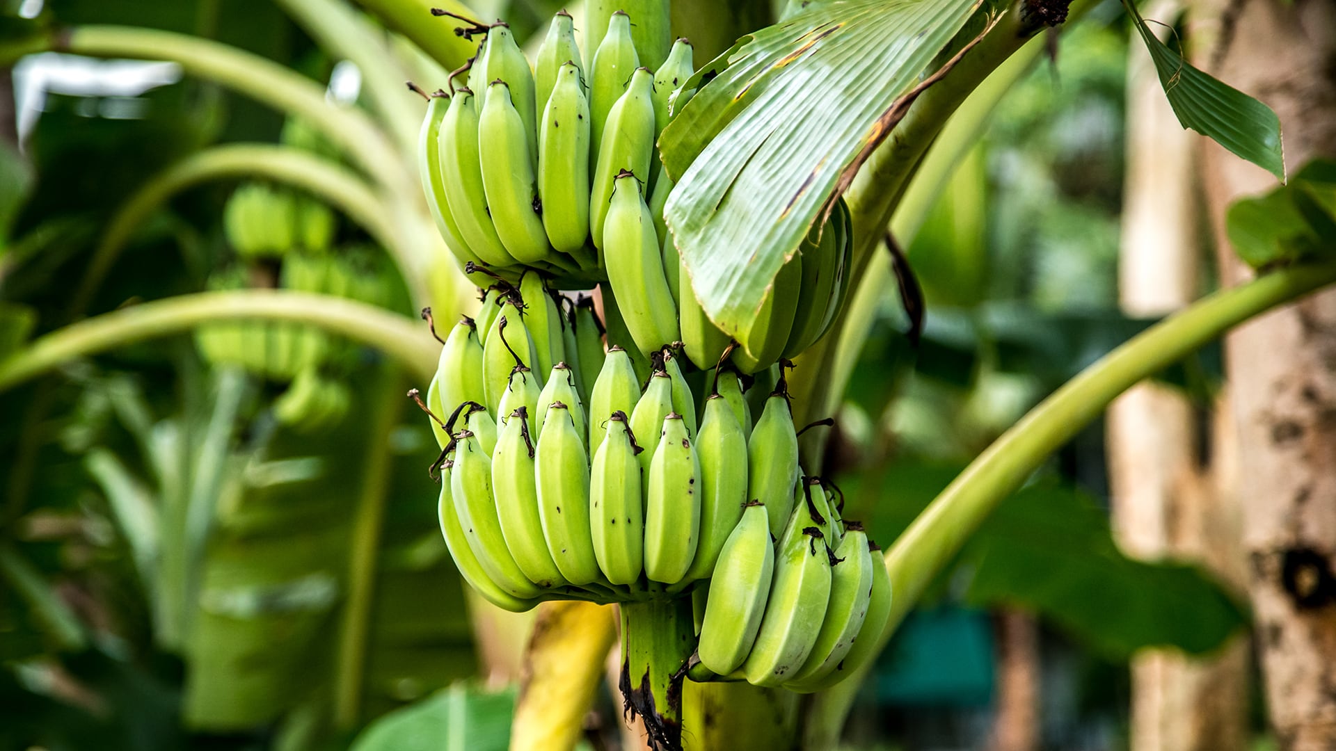 Las bananas verdes contienen almidón resistente, un carbohidrato que ayuda a controlar la glucosa en personas con diabetes (Freepik)
