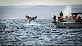 La rara aparición de una