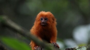 Construyeron un puente para monos