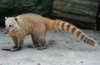 Ejemplar de coatí rojo. (Andrew Magill/Flickr)