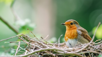 La respuesta coordinada de las