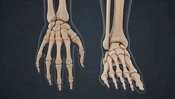 De aletas a dedos: el