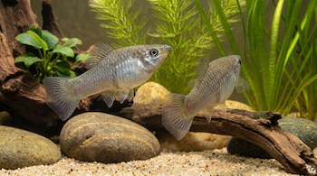 Dos peces grises con escamas iridiscentes nadan en un acuario con fondo de arena, rocas y plantas verdes sumergidas. La iluminación resalta sus detalles.