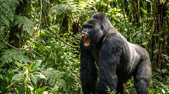 Gorila adulto de espalda plateada y pelaje negro, con boca abierta y dientes, en una selva tropical con árboles, lianas y helechos.
