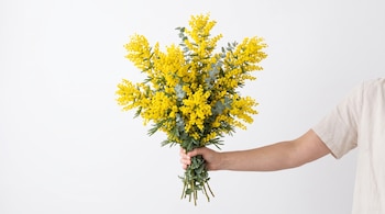 Una mano sostiene un ramo de mimosas amarillas con ramas de eucalipto sobre un fondo blanco.