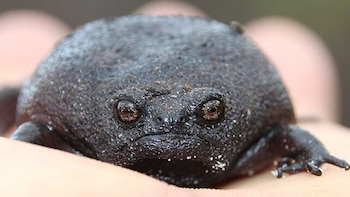 La rana negra de lluvia
