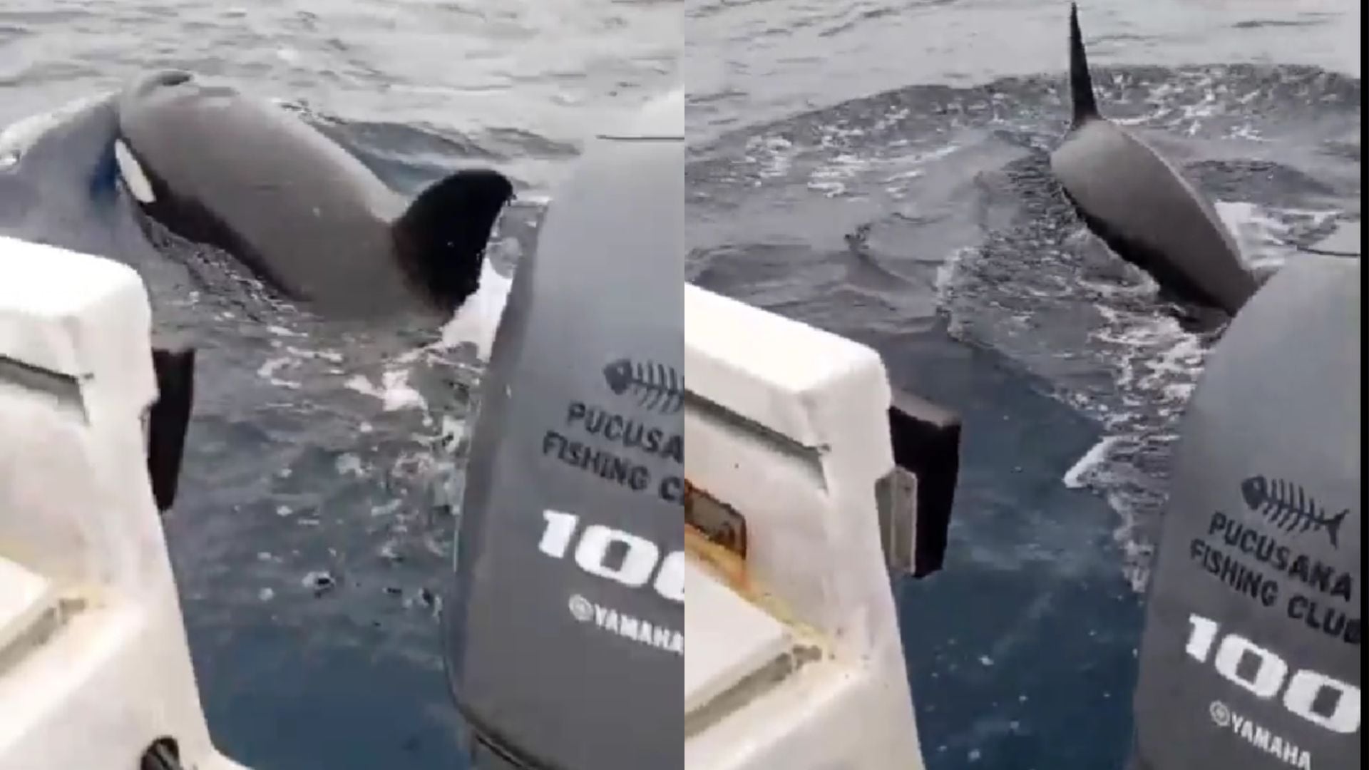 Una publicación del 6 de septiembre reportó un inusual avistamiento de orcas frente a Pucusana, en la provincia de Lima. (Abraham Levy)