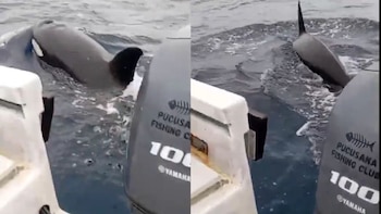 Inusual observación de orcas en Pucusana, mientras el mar peruano continúa calentándose por El Niño