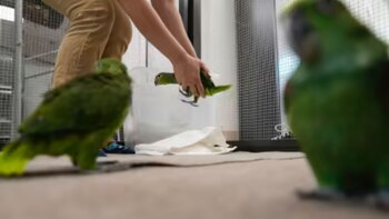 Arrestaron a un traficante de