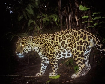 El jaguar, el mayor felino