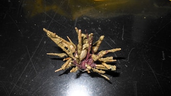 Científicos argentinos identificaron una nueva especie de erizo de mar en el cañón submarino Mar del Plata