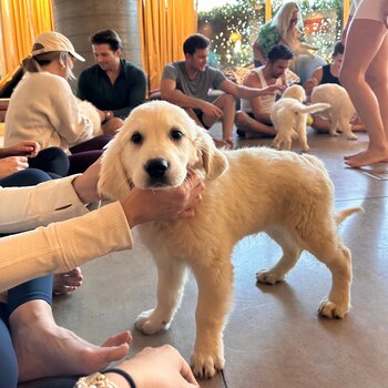 Sesión de “puppy yoga” en