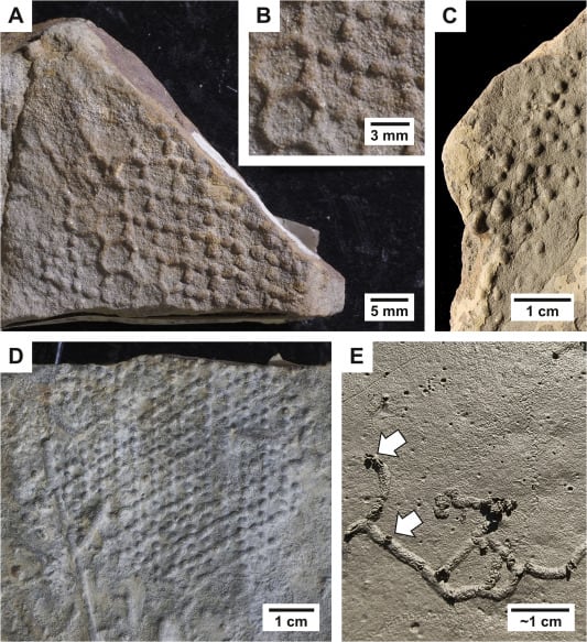 Las hipótesis sobre la función del paleodictión incluyen el cultivo de bacterias, zonas de incubación y redes de comunicación biológica (Gentileza, estudio ¿Pueden los artrópodos producir Paleodictyon?, publicado en Earth-Science Reviews)