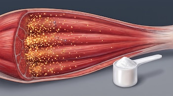 Corte de un músculo con partículas brillantes en su interior junto a una cuchara dosificadora de plástico llena de polvo blanco.