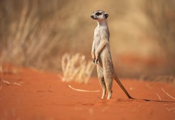 El desierto del Kalahari, con