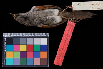 Pijuí plomizo o Chiclí (Synallaxis