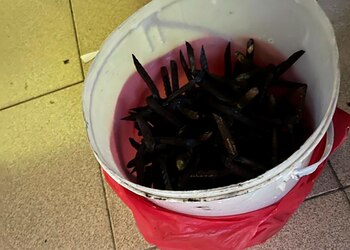 Los clavos "miguelitos" que usaba