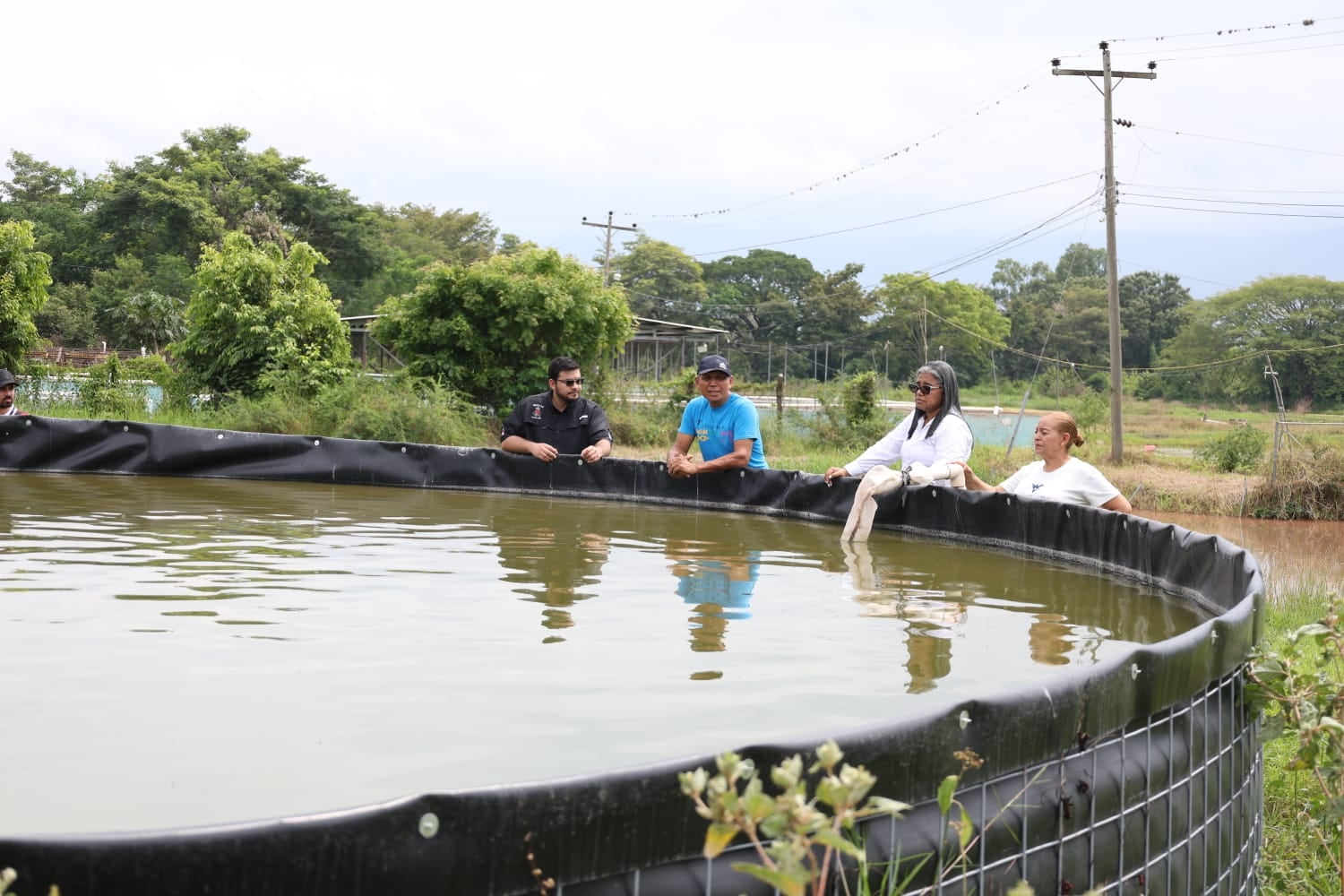 Los alevines funcionan como peces jóvenes necesarios para comenzar el proceso de engorde en los sistemas acuícolas.