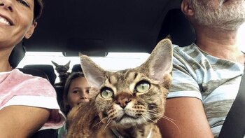 Preparación cuidadosa hay varias claves