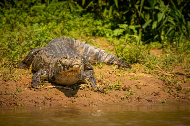 El Louisiana Department of Wildlife & Fisheries reabrió la caza recreativa de caimanes tras la recuperación de la especie en el estado (Magnific)