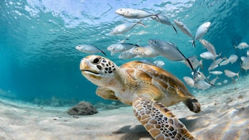 ¿Vacaciones en la playa? Cinco maneras de cuidar los mares y su fauna