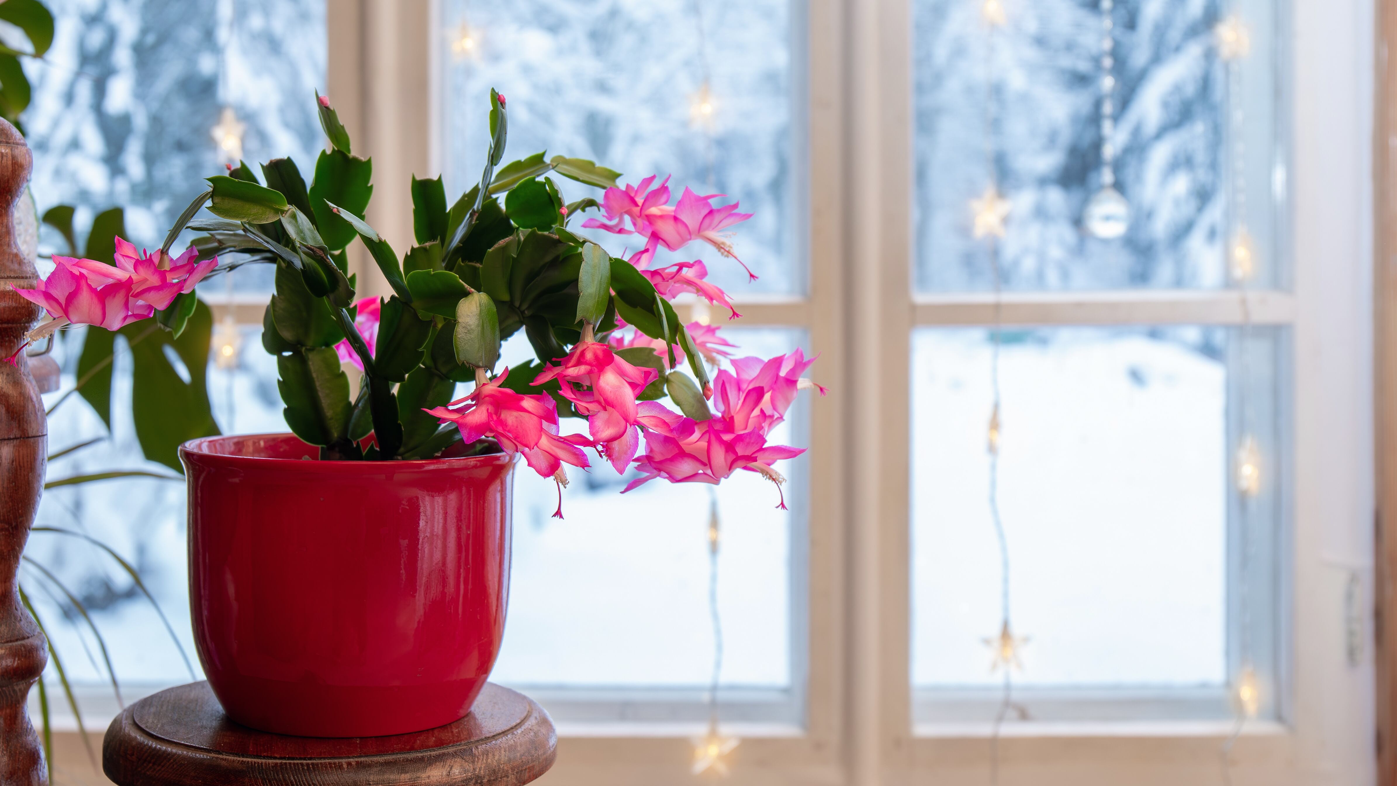 Cactus de Navidad. (Adobe Stock)