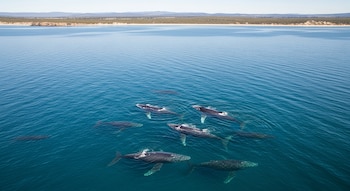 Vista aérea de un grupo de ocho ballenas jorobadas nadando en el mar azul, con una costa árida y montañas distantes bajo un cielo despejado.