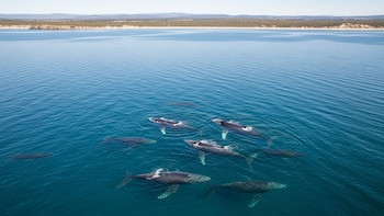 El descenso de ballenas y la llegada de aves fuera de lugar alertan a científicos sobre el océano Austral