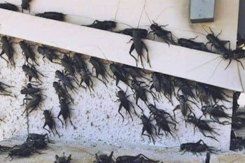 Los grillos de campo son