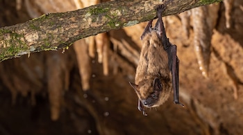 Un murciélago café cuelga cabeza abajo de una rama cubierta de musgo. Detrás se aprecian formaciones rocosas y estalactitas en el interior de una cueva.