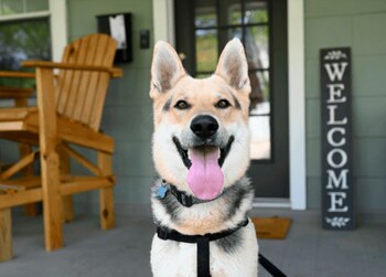 Perro - 4 años jaula - adoptado