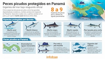 Panamá protege al marlín y al pez vela al limitar su captura a la pesca deportiva