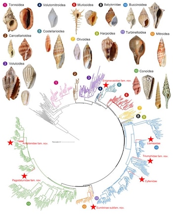 Diagrama circular de un árbol filogenético de ramas multicolores, rodeado por fotografías numeradas de distintas conchas de caracoles marinos