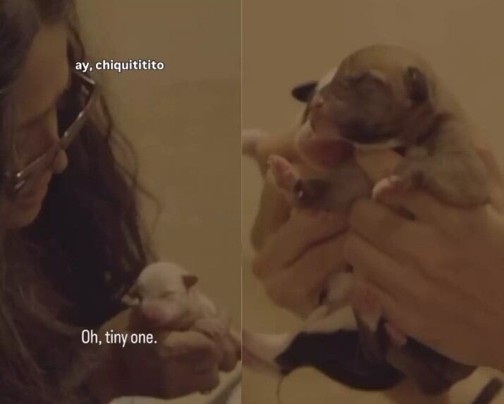 La iniciativa de adopción animal promovida por Salma Hayek enfatiza la importancia de familias comprometidas para el bienestar de cada cachorro (IG)