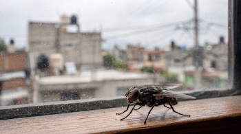 Una mosca doméstica sobre un alféizar de madera, frente a un vidrio sucio con vista borrosa a edificios, tendido eléctrico y cielo gris.