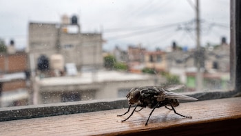 Mosca encerrada en tu cuarto: el truco sin matamoscas que sí funciona para que se vaya sola